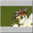 Diplazon laetatorius - Schlupfwespe w01e 8mm - OS-Hellern Wiese det06.jpg